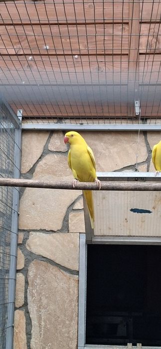 Aleksandretty obrożne samice z DNA