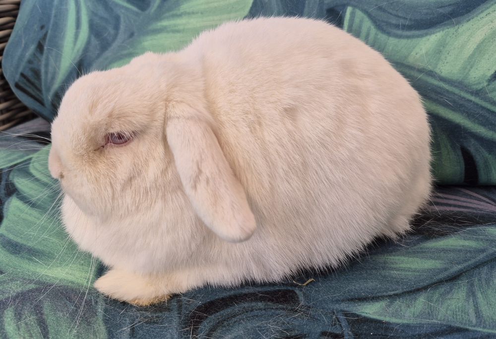 Mini lop samiczka 1.5 roku