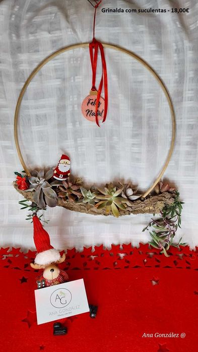 Plantas aéreas, suculentas e decoração artística - Plantas com Arte