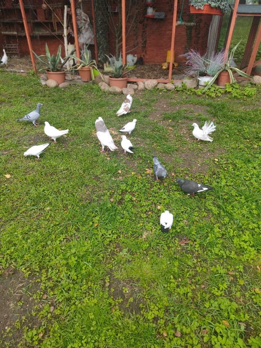 Gołębie staropolskie