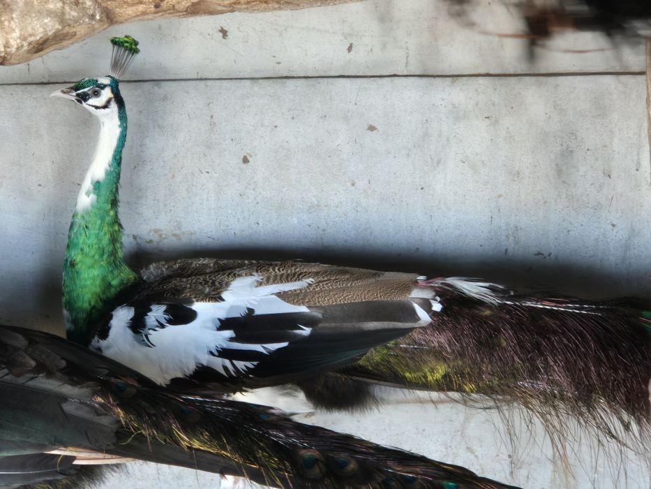 Paw Szmaragdowy szek