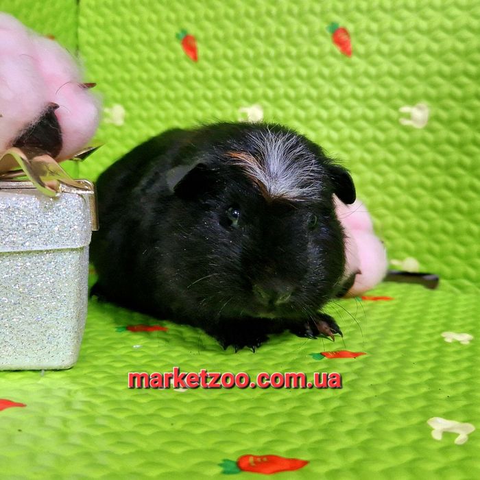 Рідкісний окрас породи кольоровий крестед,дівчинка!!!