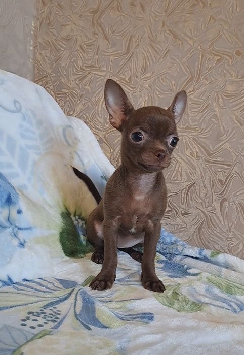 Шоколадная красота