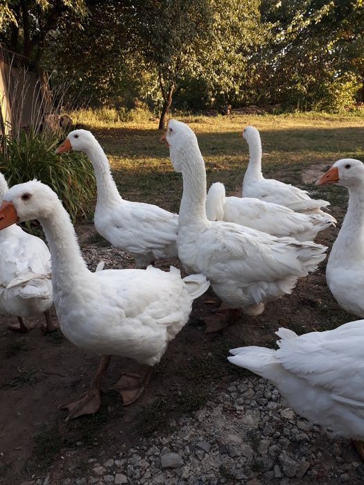 РОЗПРОДАЖ гусей мамутів !!!