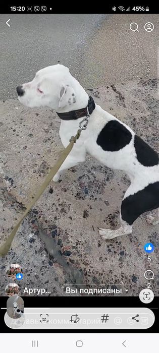 Пропал Стаф в Одессе,он переселенец из Херсонской области,его любят