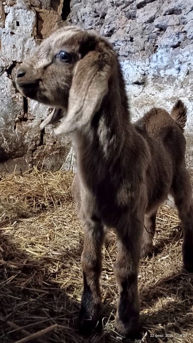 Козлики  Англо Нубійської Породи
Дата народження;26.12.2025р