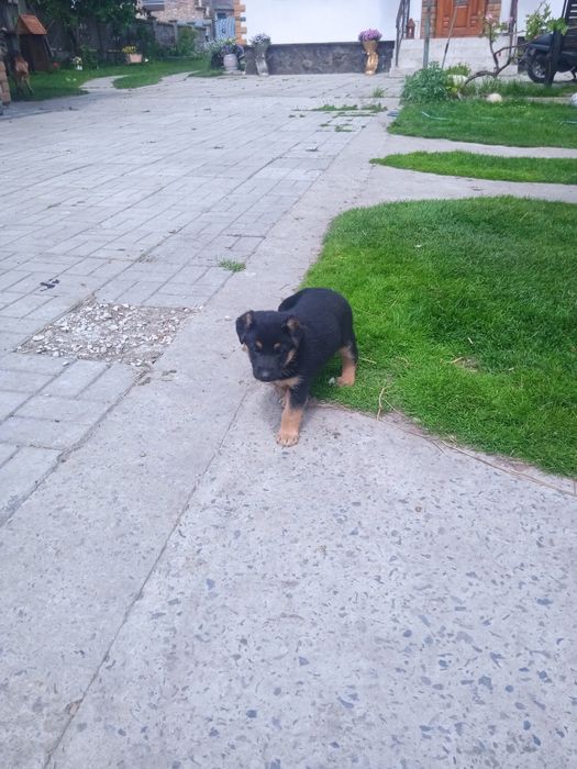 Німецька вівчарка