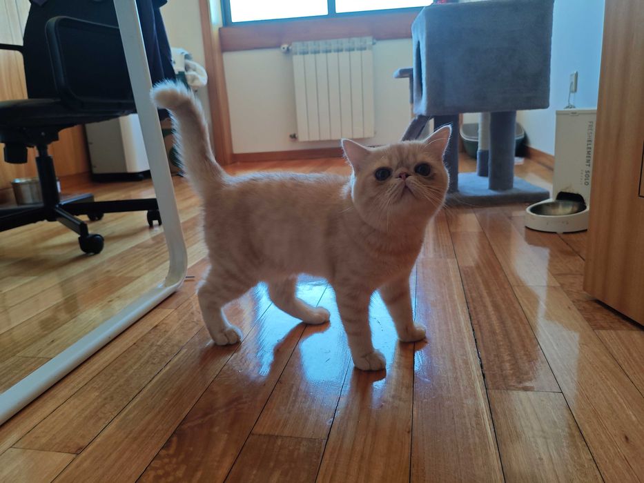 Gatinho Persa Exótico Beje/Branco