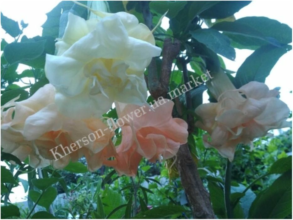 Бругмансия 6 сортов хорошо укоренённые черенки