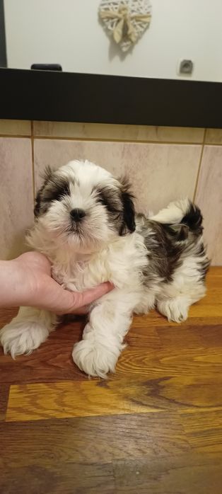 Mal-shi, komplet szczepień, maltańczyk, shih tzu