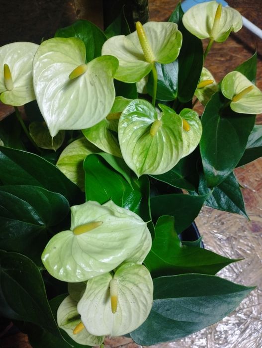 Продам вазон антуріум