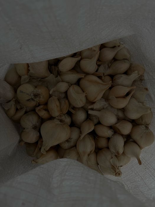 Продам часник та цибулю