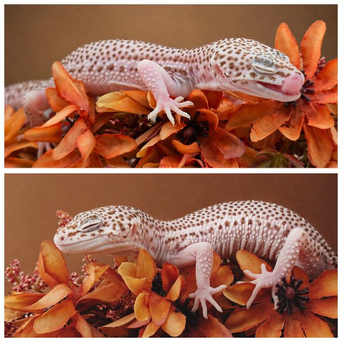 Samiczka eublefara lamparciego Super RAPTOR
