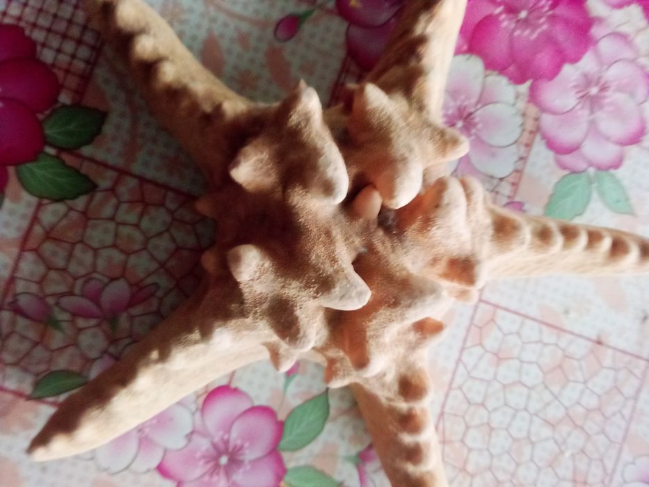 Продам морская звезда