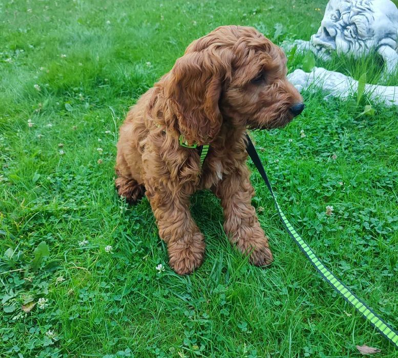Cockapoo/Cavapoo > hybryda - piesek gotowy do odbioru.