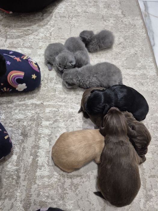 Спаніель. Кокер Спаніель