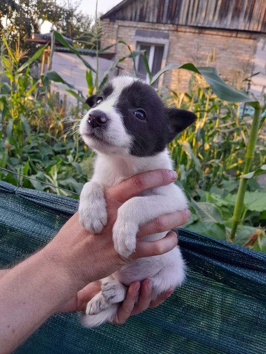 Забирайте щенят,творите добро!!!