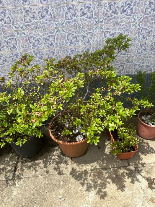 Plantas diversas e vasos