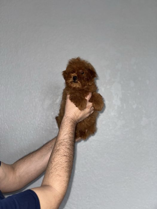 Мальтіпу чарівні малюки пошук люблячих родин