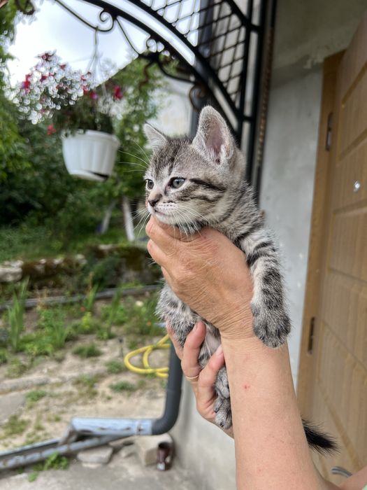 Кошенята в добрі руки