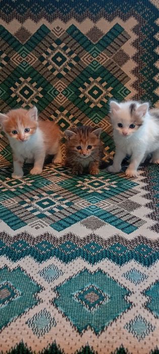 Віддам маленьких кошенят в люблячу родину.