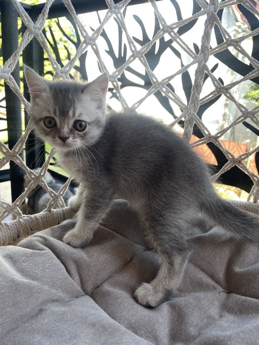 Шотландські кошенята