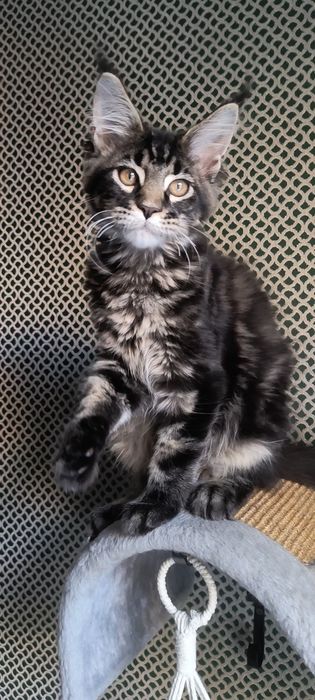 Котенок Мейн Кун