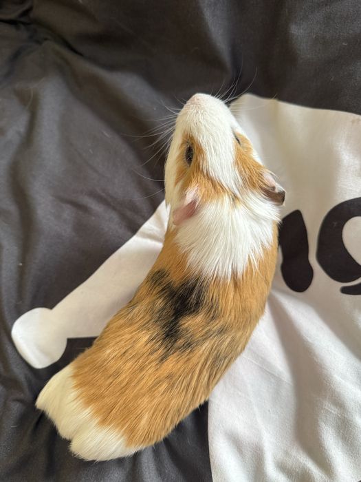 Морська свинка з кліткою