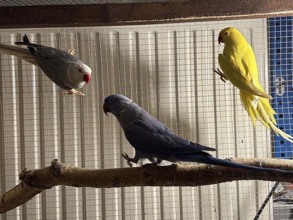 Aleksandretta obrożna