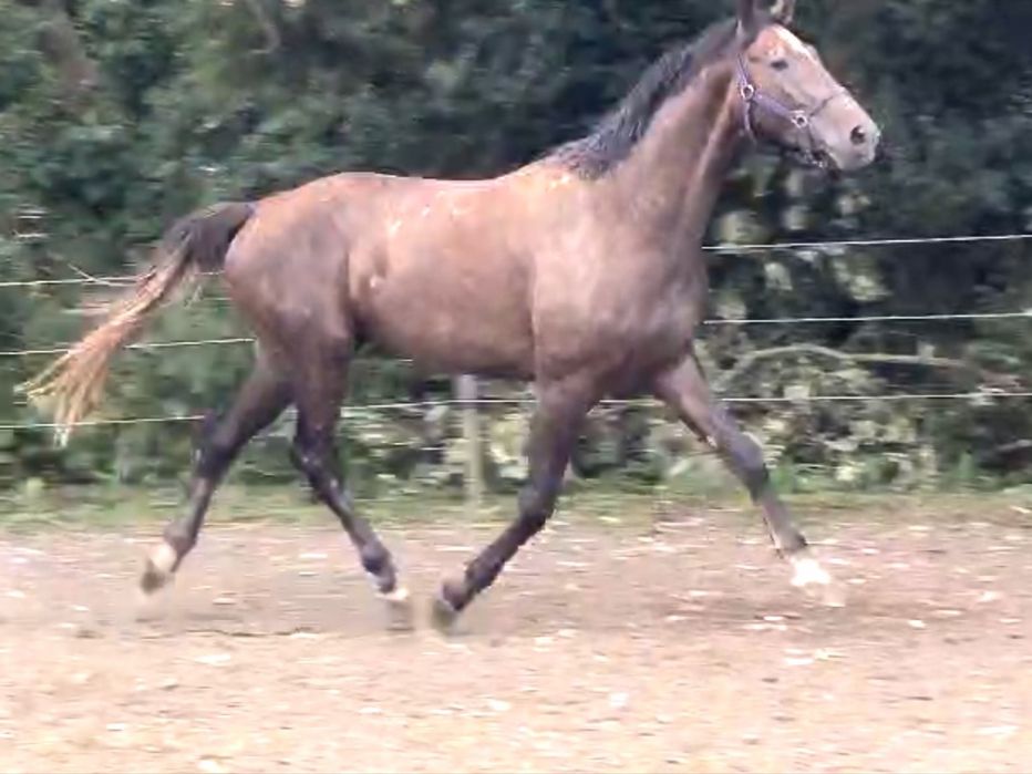 Ogier 175 cm - wysoki - Poker