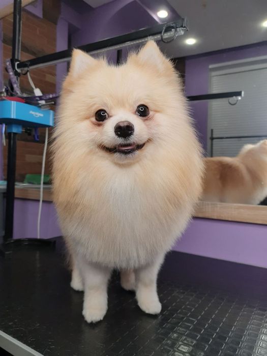 Пропонуємо вʼязку (случка шпица) кремовий померанський шпіц