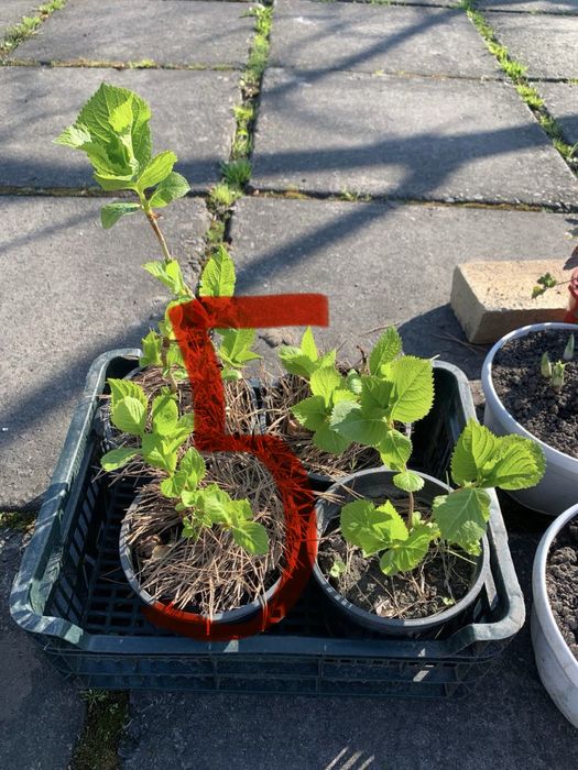 Рослини  вуличні