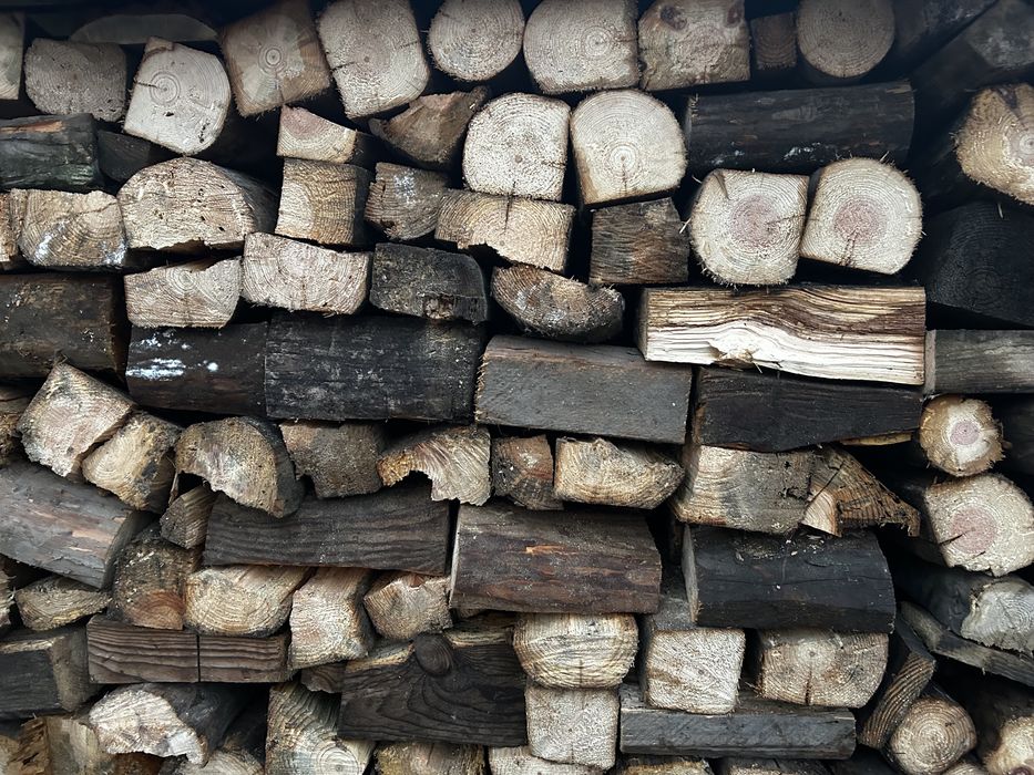 Suche drzewo opalowe