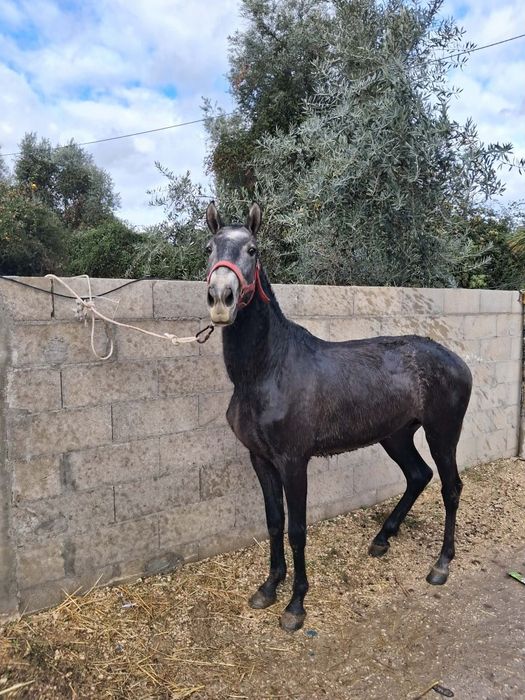 Poldro PSL pais pontuados