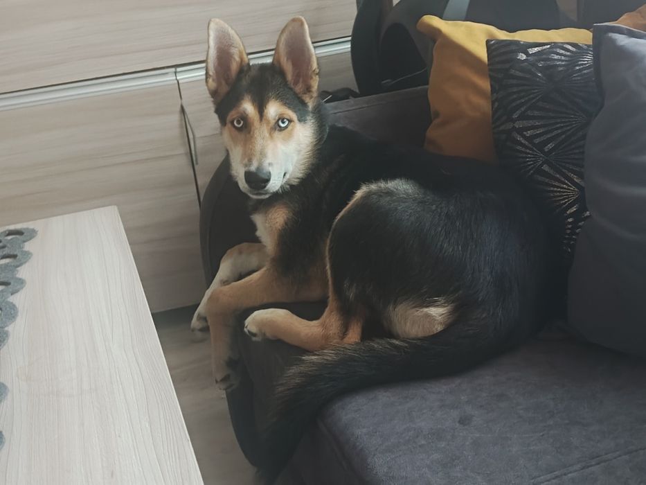 Oddam psa za darmo .