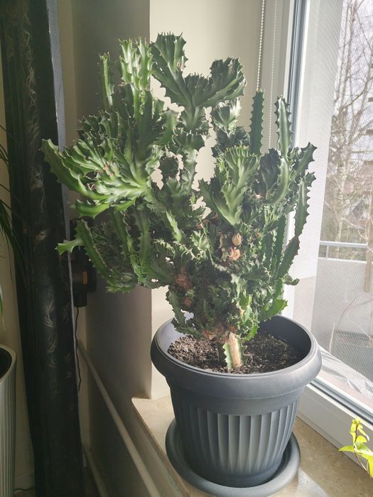 Kaktus oddam za darmo