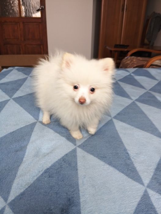 Szpic miniaturowy pomeranian