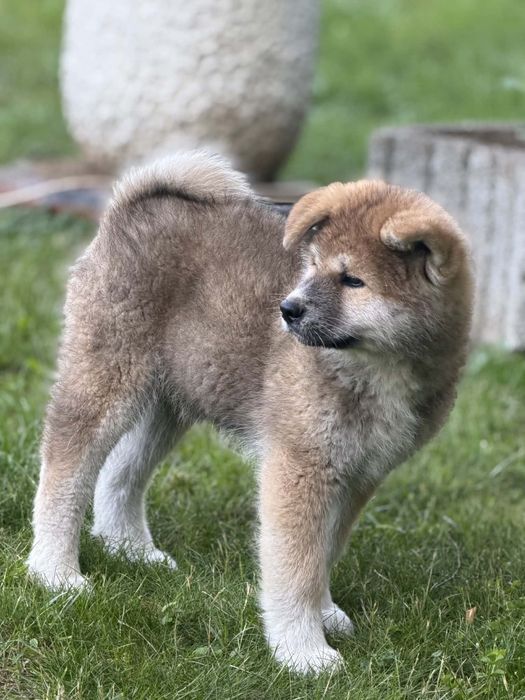 Szczeniak Akita sunia
