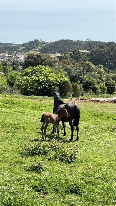 Egua afilhada poldra PSL