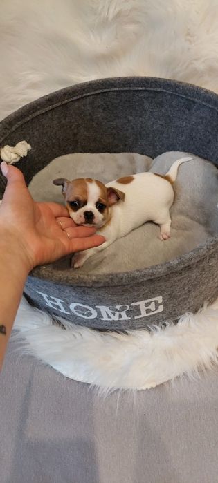 ZAREZERWOWANA !! Chihuahua malutka urocza sunia