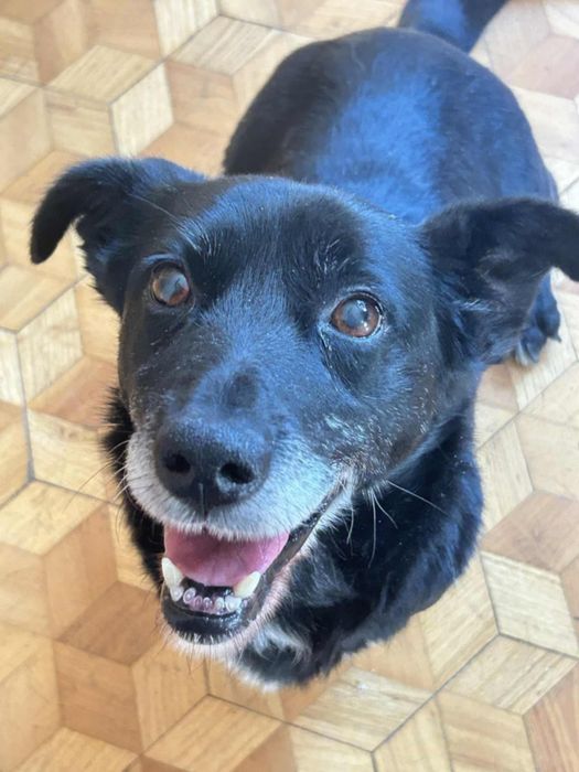 Boluś szuka kochającego domku