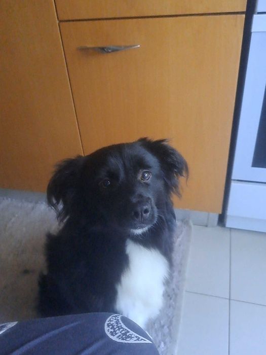 Aros , adoção muito responsável!!