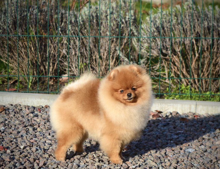 Дівчинка міні 8 місяців