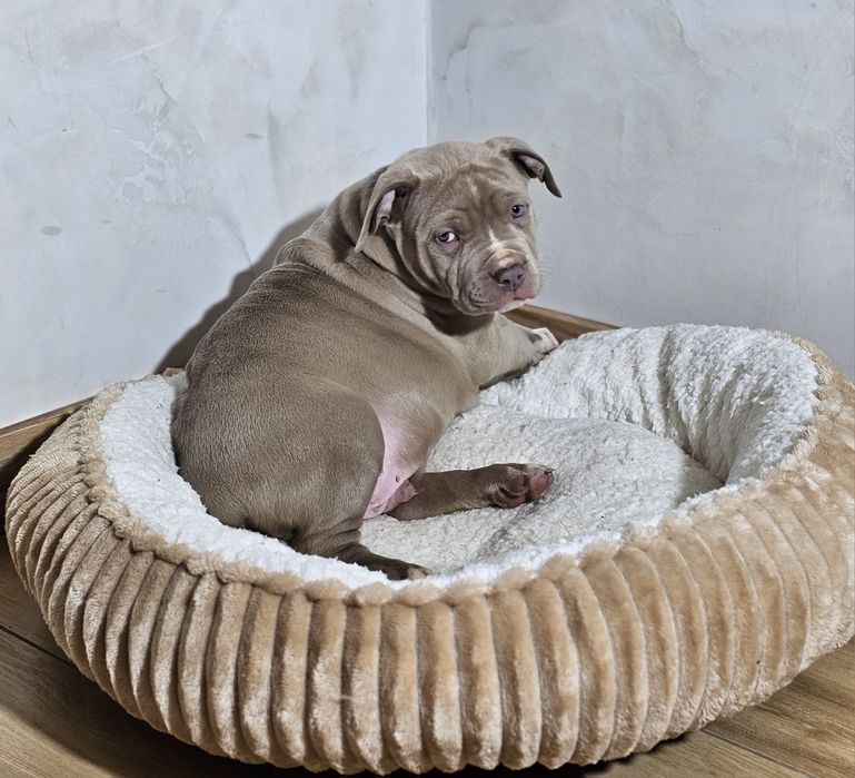 Bardzo piękny Piesek american bully xl