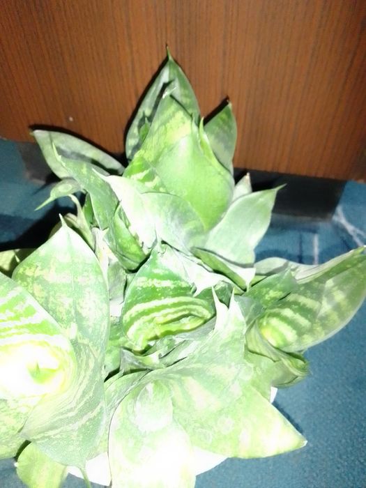 Сансев'єрія. Тещин язик. Щучий хвіст.