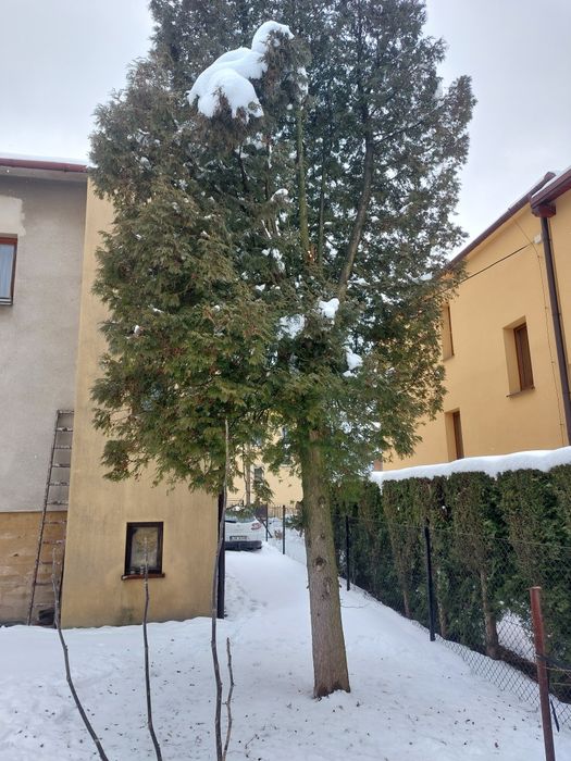 Oddam Drzewa w zamian za wycięcie