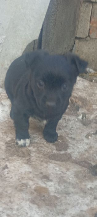 Віддам в добрі руки цуценят маленької породи.