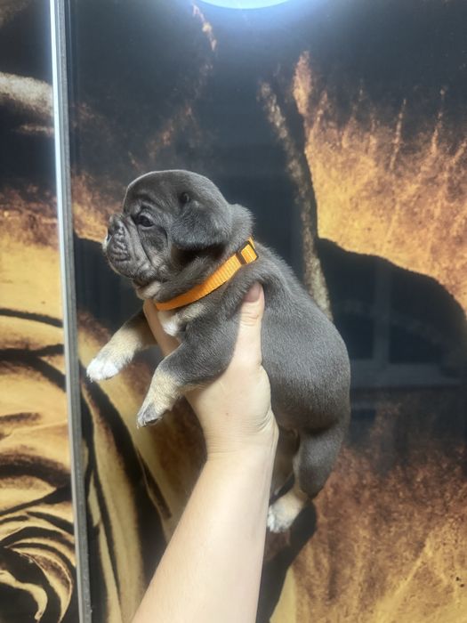 Надзвичайні, шикарні цуценята, шоколадні, блакитні, лілові