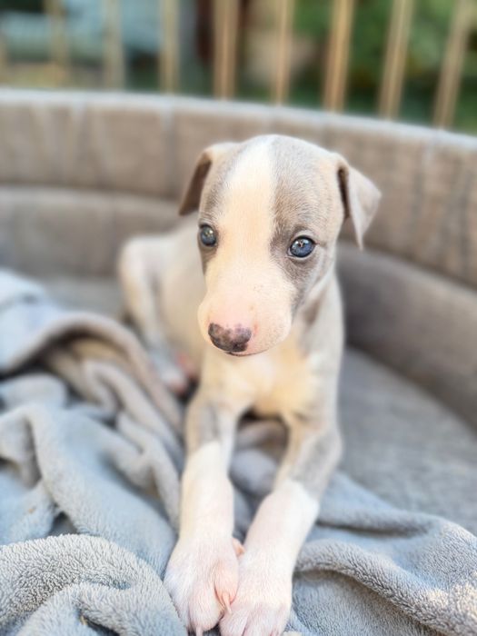 Whippet chłopiec
