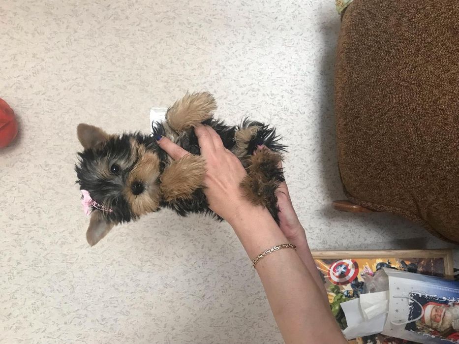 Sprzedam suczke yorkshire terrier